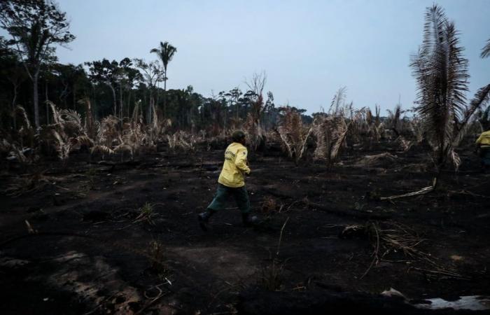 L’Amazzonia ha registrato il peggior bilancio delle vittime degli ultimi vent’anni