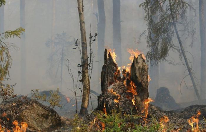 Spaziale: Kinéis collabora con Dryad Networks per accelerare la lotta contro gli incendi boschivi