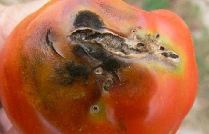 La Tuta absoluta continua ad avere un impatto sui produttori di pomodori nella regione di Agadir – AgriMaroc.ma