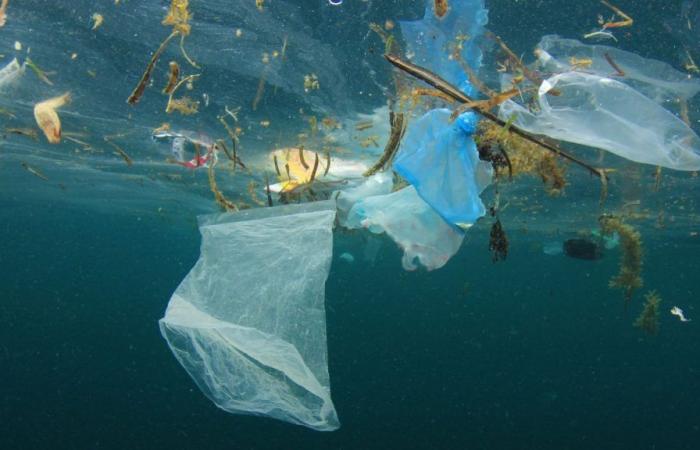 Giornata mondiale senza sacchetti di plastica: 3 luglio 2024