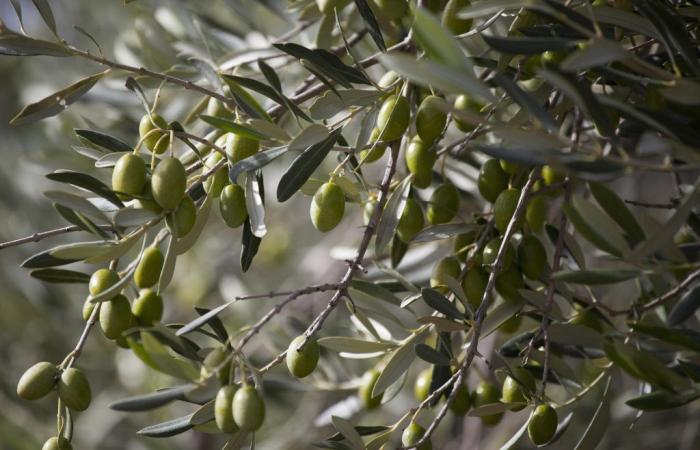 Olio d’oliva: i prezzi esorbitanti potrebbero continuare fino al 2025