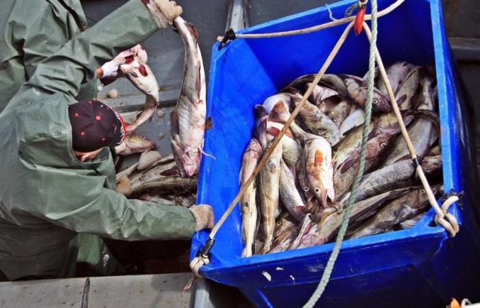 Merluzzo: pescatori costieri dei Paesi Bassi vogliono che la moratoria venga ripristinata