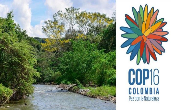 Conferenza delle Nazioni Unite sulla biodiversità / COP16 a Cali, Colombia: si aprono gli accreditamenti per i media – VivAfrik