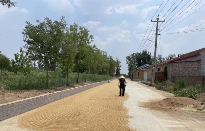 Cina: rabbia contadina per il calo del prezzo del grano