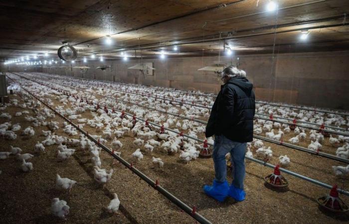 Influenza aviaria: trauma tra i produttori