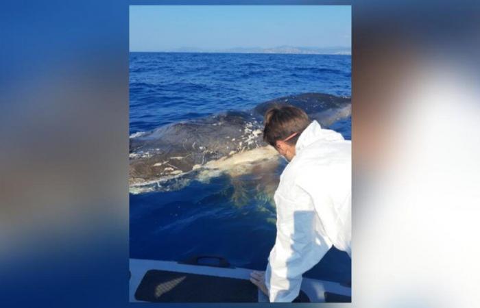 Nel
      Varo,
      una
      carcassa
      di
      capodoglio
      alla
      deriva
      innesca
      una
      vasta
      operazione
      marittima