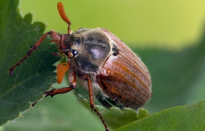 Come
      combattere
      i
      maggiolini
      in
      giardino?