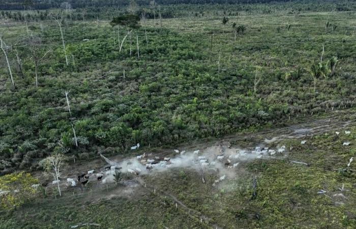 Macelli
      e
      allevatori
      condannati
      per
      la
      deforestazione
      di
      una
      riserva
      protetta
      –
      Il
      mio
      blog