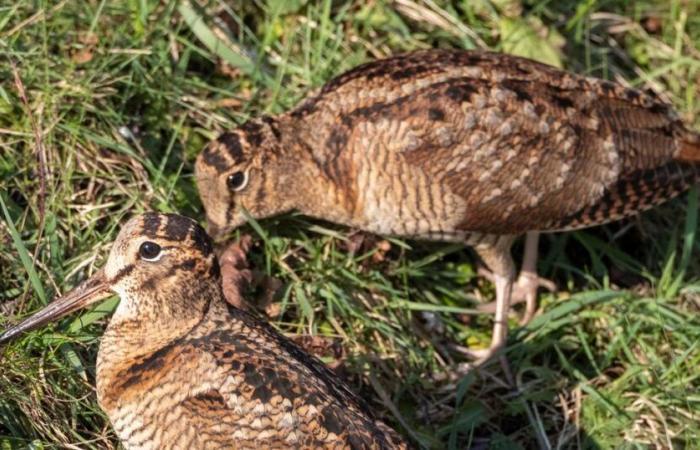 Beccaccia:
      uccello
      della
      foresta