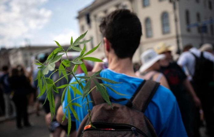 In
      Germania,
      gli
      spacciatori
      sono
      gli
      “unici
      vincitori”
      della
      legalizzazione
      della
      cannabis