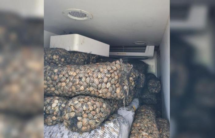 Intercettato
      un
      camion
      pieno
      di
      molluschi
      stantii
      diretto
      in
      Francia