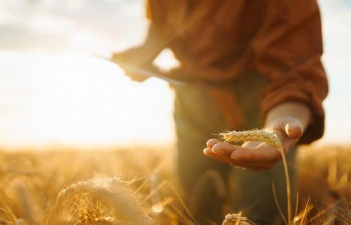 I
      prezzi
      dei
      cereali
      raggiungono
      il
      picco
      sui
      mercati
      mondiali
      dopo
      una
      forte
      ripresa