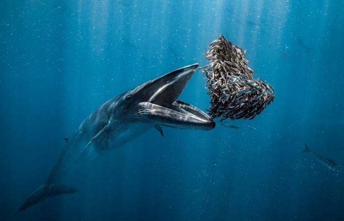 Ocean
      Photographer
      of
      the
      Year
      2024:
      svelate
      le
      foto
      vincitrici