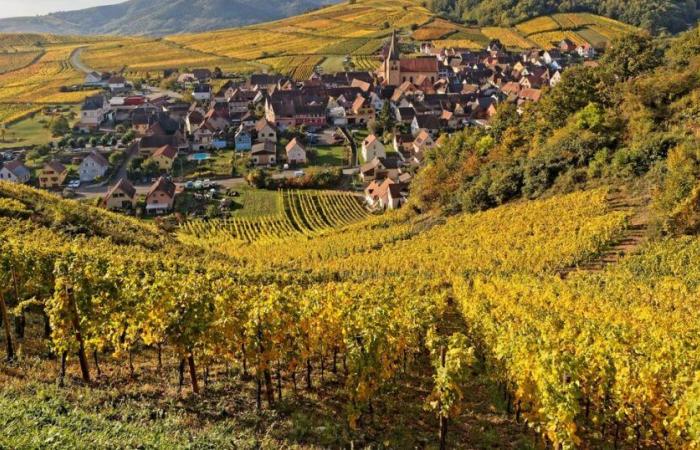 i
      nostri
      indirizzi
      preferiti
      sulla
      strada
      dei
      vini
      dell'Alsazia