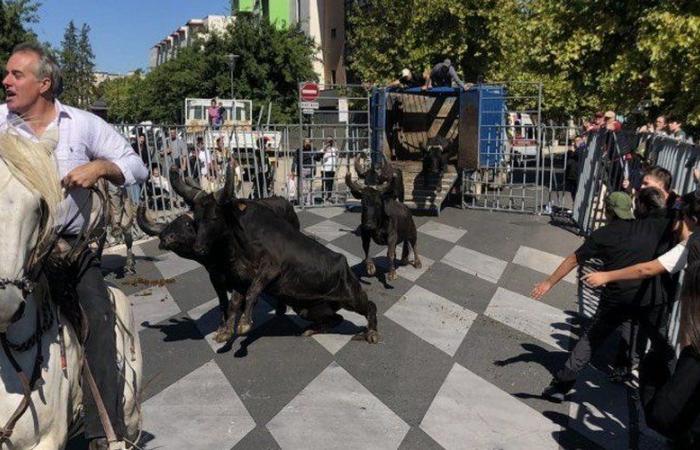 I
      cavalli
      scivolano,
      i
      pastori
      cadono
      e
      l'abrivado
      si
      ferma