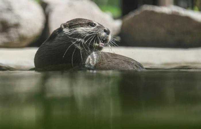 La
      madre
      salva
      il
      bambino
      portato
      in
      acqua
      dalla
      lontra