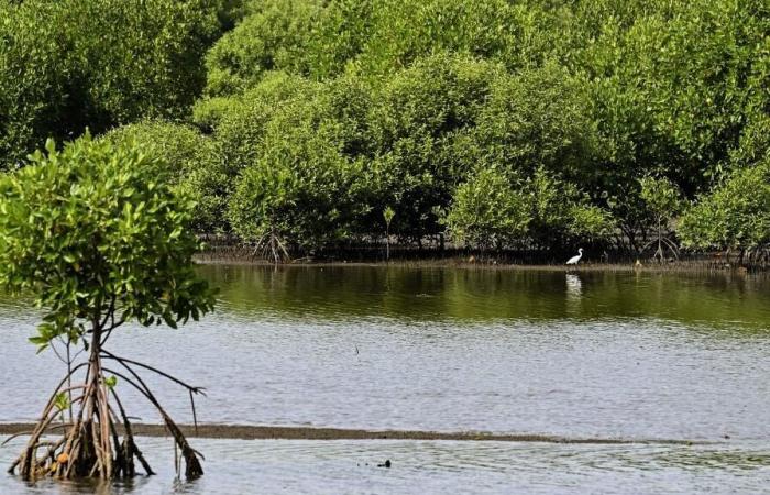 In
      Mozambico
      convalidato
      un
      vasto
      progetto
      di
      ripristino
      delle
      mangrovie