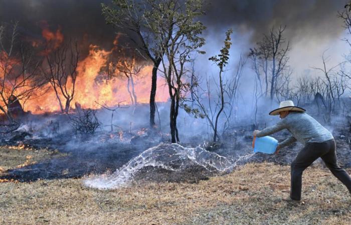 Il
      Parco
      Nazionale
      di
      Brasilia
      devastato
      dalle
      fiamme
      –
      Il
      mio
      blog