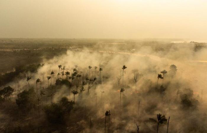 In
      fiamme,
      l’Amazzonia
      è
      prossima
      a
      trasformarsi
      irrimediabilmente
      in
      savana
      –
      rts.ch
      –
      .