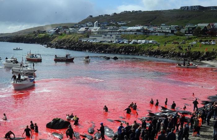 Cosa sta succedendo a Paul Watson?