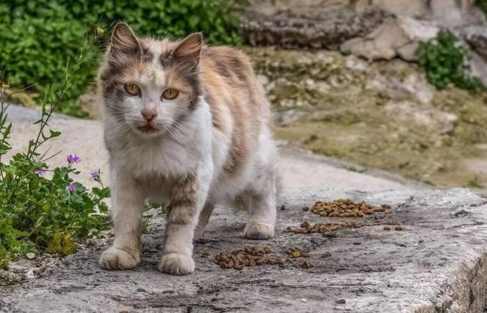 un caso di tifo felino rilevato in un comune di Deux-Sèvres