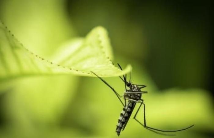 La zanzara tigre è infatti il ​​vettore della febbre dengue in Francia