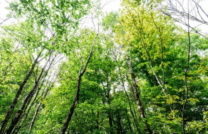 Ernst Zürcher, ospite di Cap’Orne e la Voce dell’Albero