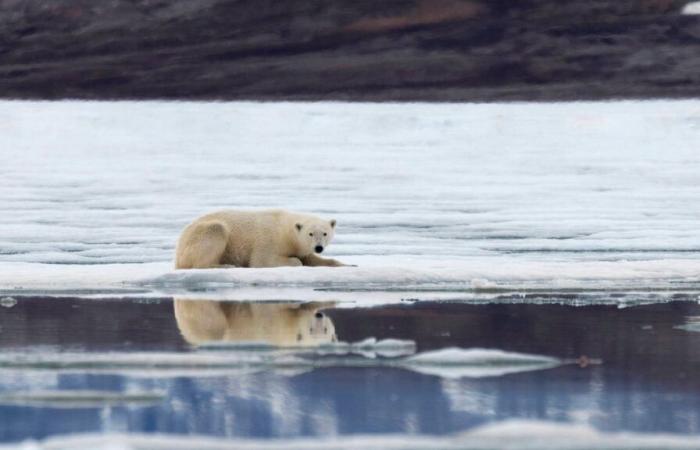 Ci sono tre opzioni per la scuola sull’isola, per tutti coloro che la scelgono.