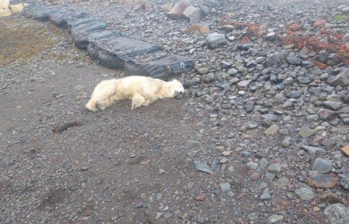 Il primo orso polare islandese ucciso dalla polizia dal 2016