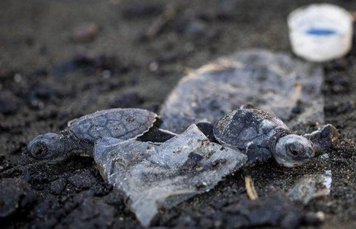 “Il riciclaggio della plastica è un’eresia” (Rosalie Mann, fondatrice di No More Plastic)