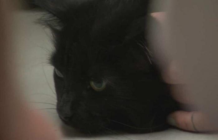 I microchip per gatti a basso costo stanno guadagnando popolarità in Quebec