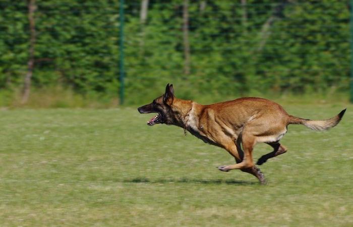 La polizia spara a un cane che ha strappato un pezzo di carne dall’avambraccio del suo proprietario