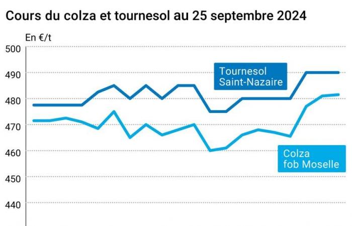 Semi oleosi – Nuova sessione di aumento dei prezzi di colza e soia sui mercati mondiali