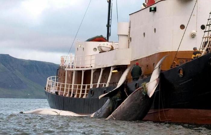 La caccia commerciale alle balene non può riprendere dopo il fallimento dei negoziati