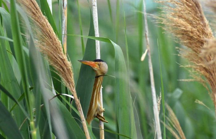 il concorso fotografico naturalistico Déclic ha espresso il suo verdetto a Prades