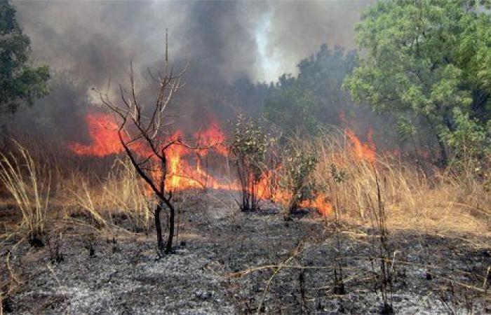 Incendi registrati in diverse wilaya