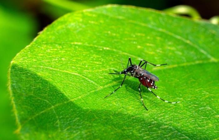 Questi alberi respingono le zanzare e prevengono la dengue