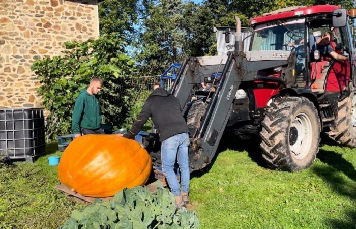 Campione di Francia per le sue verdure giganti, un Manchois ripete il suo titolo in Vandea