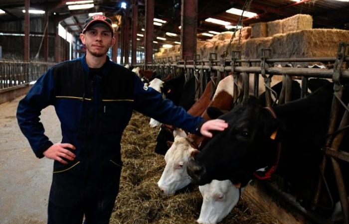 Nei Vosgi, lo sgomento dei produttori lattiero-caseari di fronte al ritiro di Lactalis