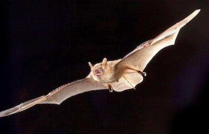 Quando i pipistrelli non ci sono, le zanzare ballano