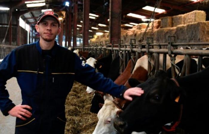 Nei Vosgi, lo sgomento dei produttori lattiero-caseari di fronte al ritiro di Lactalis: notizie