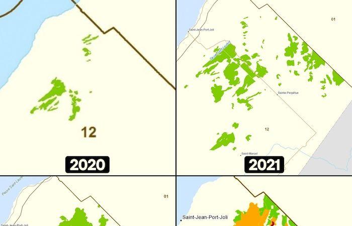 Il verme dell’abete rosso sta guadagnando terreno a Chaudière-Appalaches