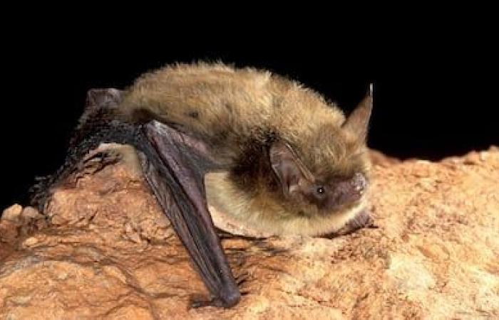 Quando i pipistrelli non ci sono, le zanzare ballano