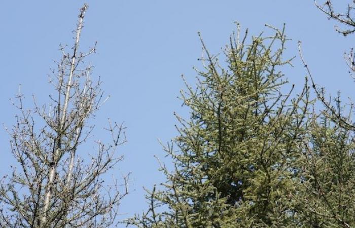 Il verme dell’abete rosso sta guadagnando terreno a Chaudière-Appalaches