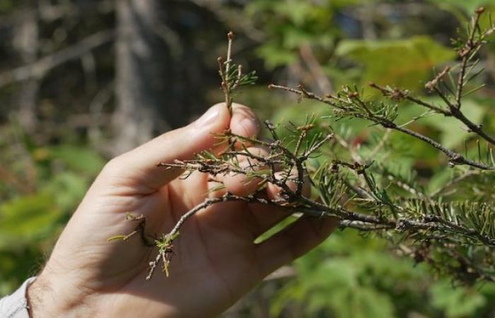 Il verme dell’abete rosso sta guadagnando terreno a Chaudière-Appalaches