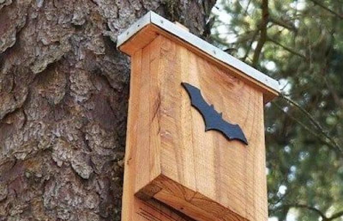 Quando i pipistrelli non ci sono, le zanzare ballano