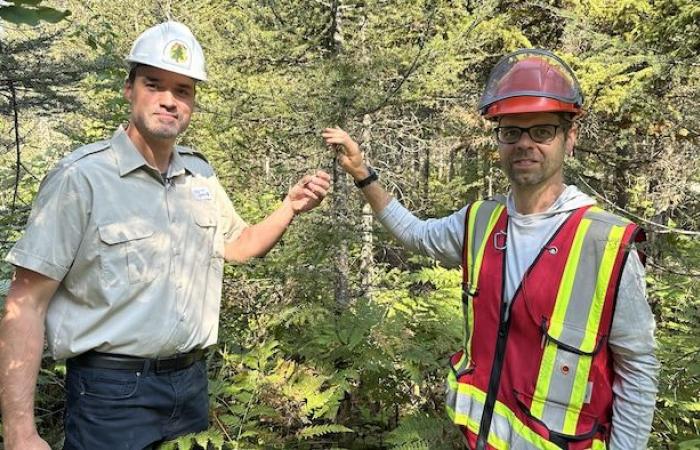 Il verme dell’abete rosso sta guadagnando terreno a Chaudière-Appalaches