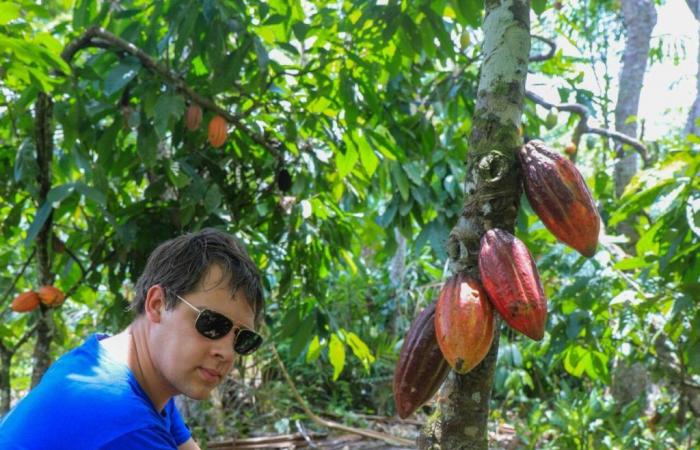 Il prezzo del cacao aumenta del 10%