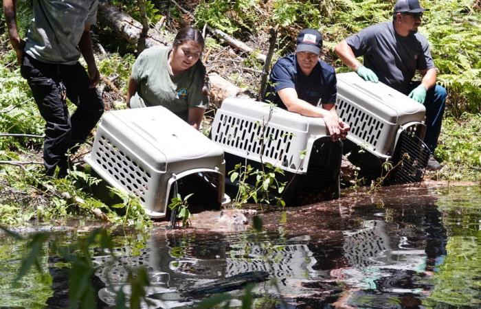 Castori per proteggere la biodiversità