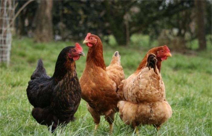 chi vuole adottare una gallina ovaiola a 4€?